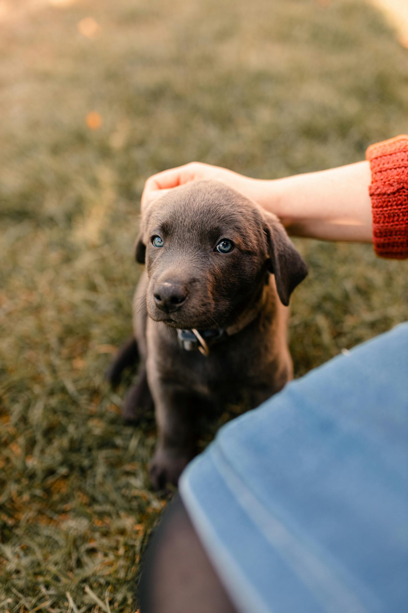 Cute puppy on grass, receiving gentle petting from a person. Heartwarming outdoor scene.