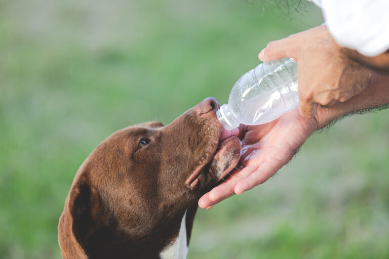 Spray Bottles in Dog Training: Why They DON’T Fix Barking,Puppy Biting, Reactivity or Dog Aggression